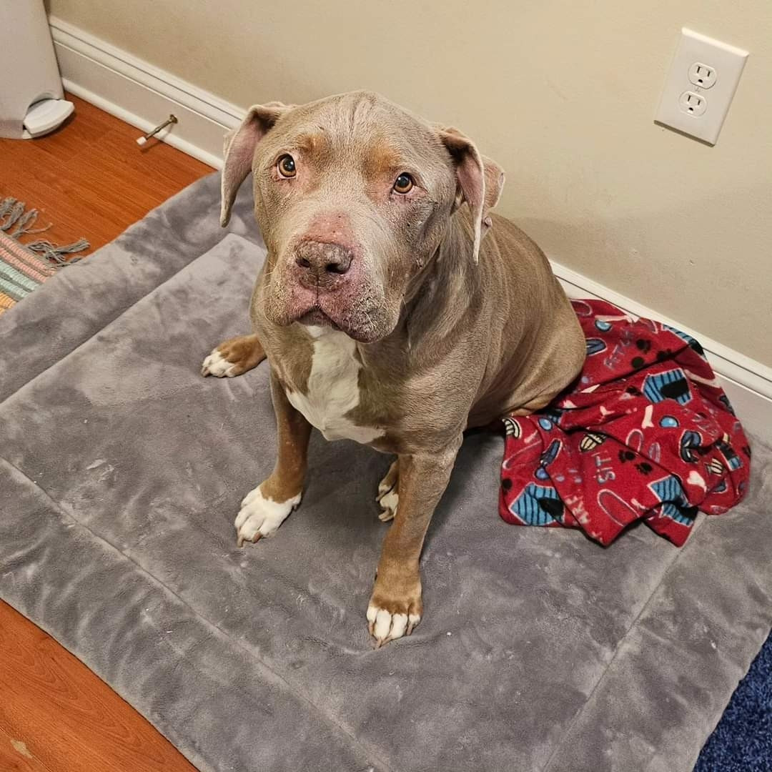 Beautiful champagne colored pitbull with a white chest and white socks, sitting on a gray dog bed and looking up at the camera with honey brown eyes. the cutest dog to ever exist.