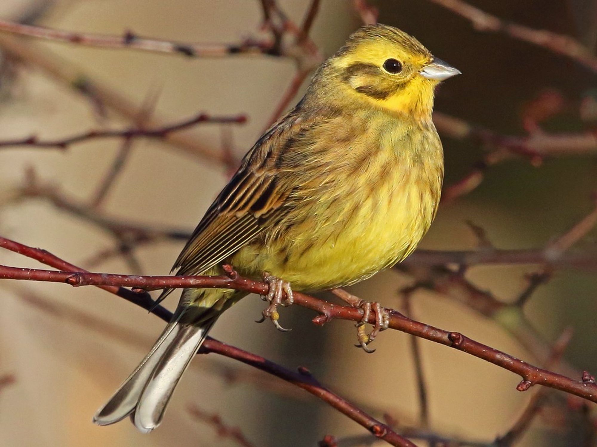 Yellowhammer in search of cheese