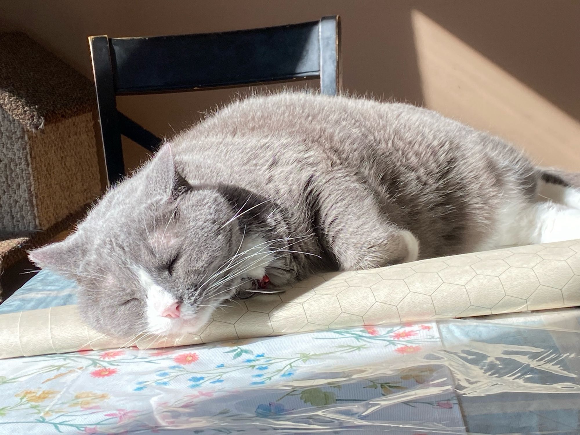 A big huge grey cat blissed the hell out in a sun beam.