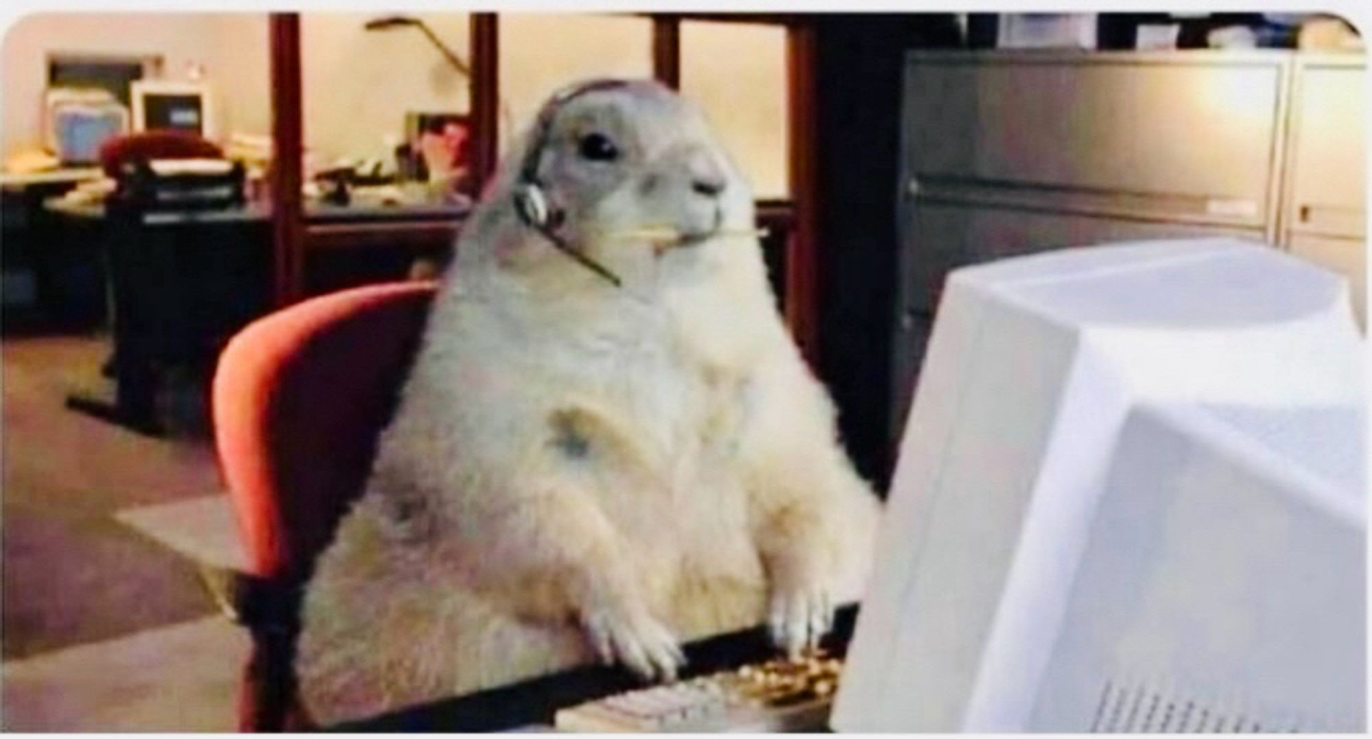 A beaver type animal sitting a a computer terminal with a headset on and pencil in it’s mouth like it’s working