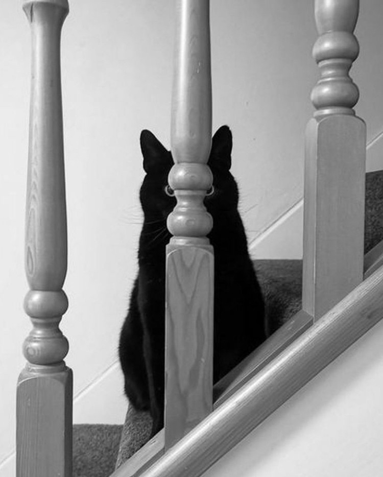 A black cat hiding behind a skinny baluster