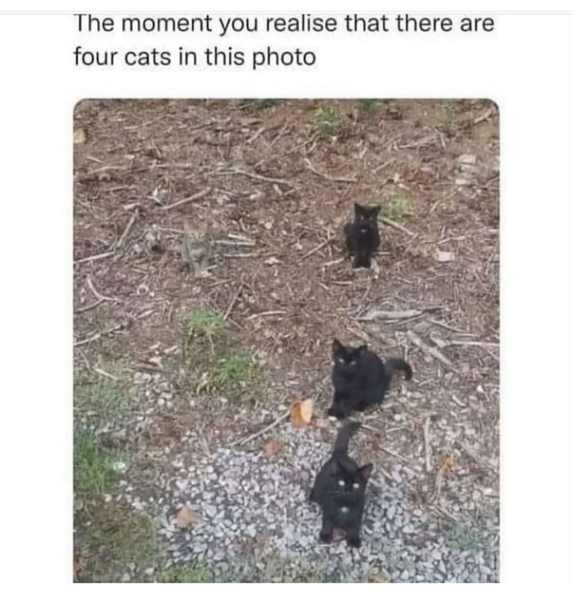 3 black cats and a tiny brown one with caption: the moment you realize there are 4 cats in this photo