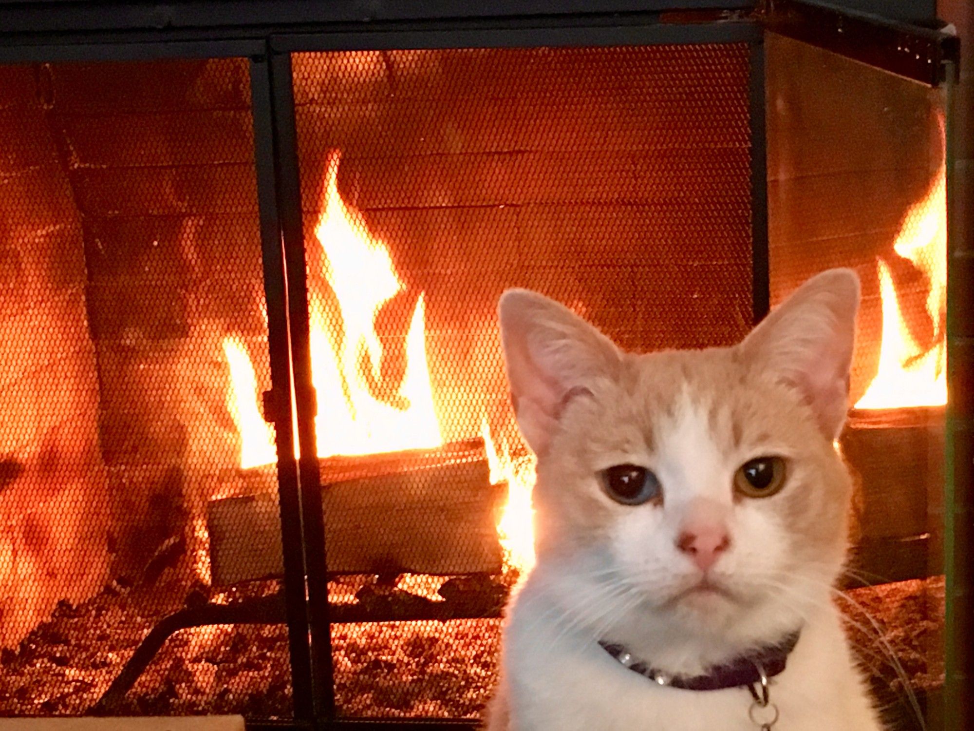 Cat in front of a fireplace.