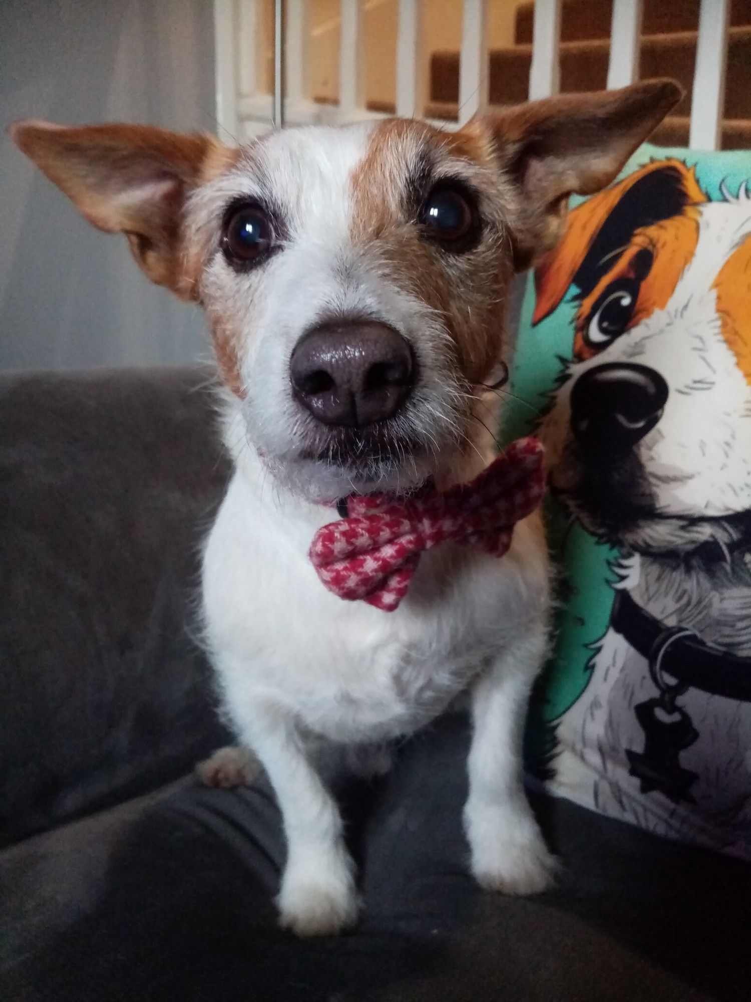 White and brown patch jack russell terrier wearing a festive white and red bow. He's standing in front of a pillow that is adorned with a picture of a brown patch jack russell terrier.