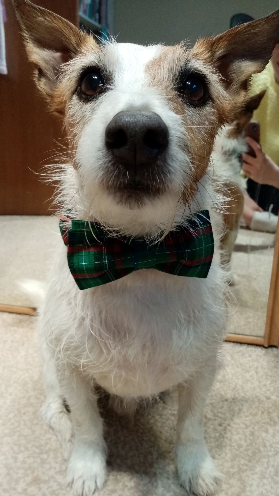 Frank is wearing a green tartan collar and dickie bow. He is slightly wet, having just had a bath.