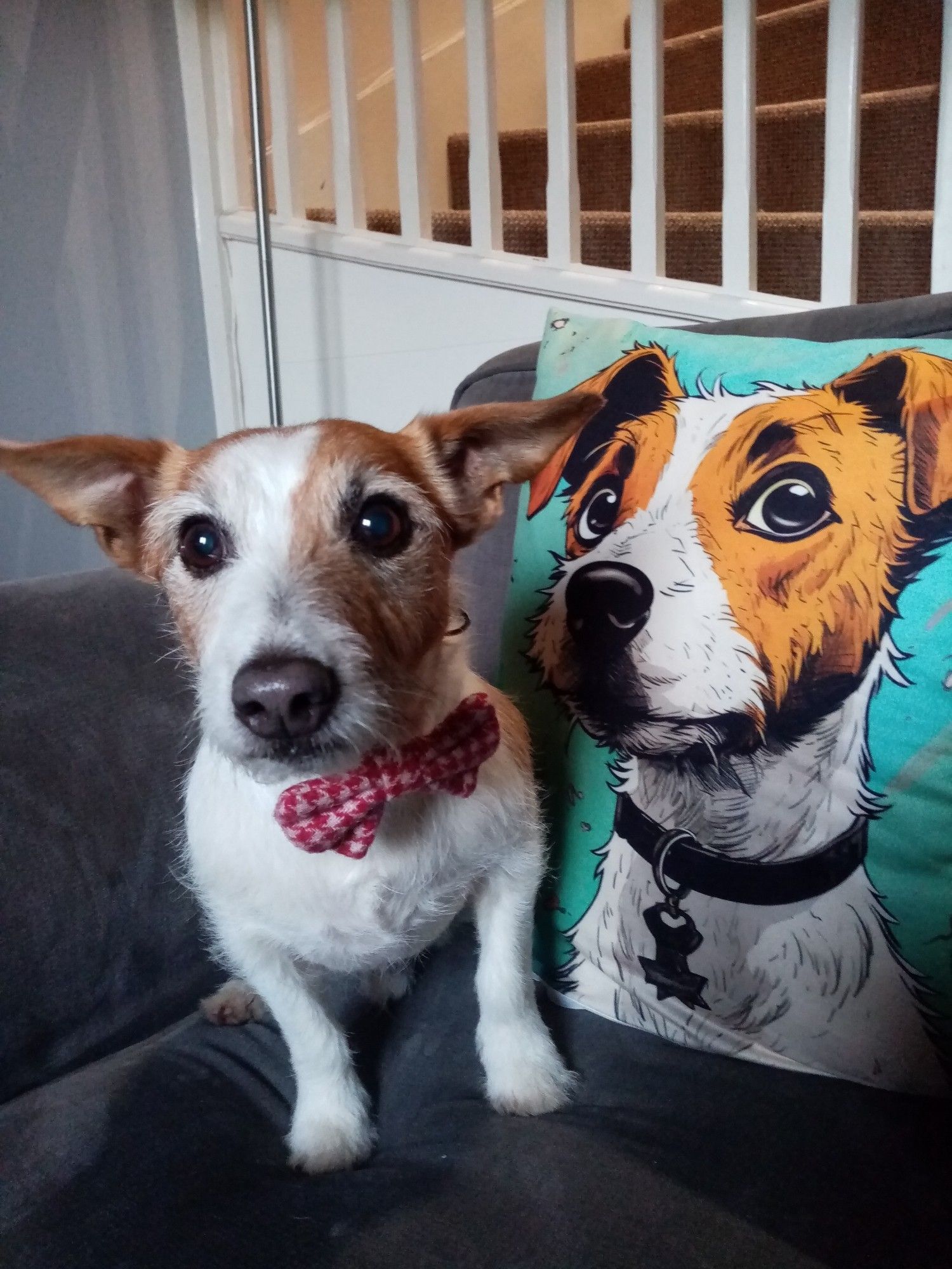 Frank, a white and brown patch jack russell terrier, is standing in front of a pillow that has an image of a brown and white patch jack russell terrier. His expression says, "what the floof, it's me"