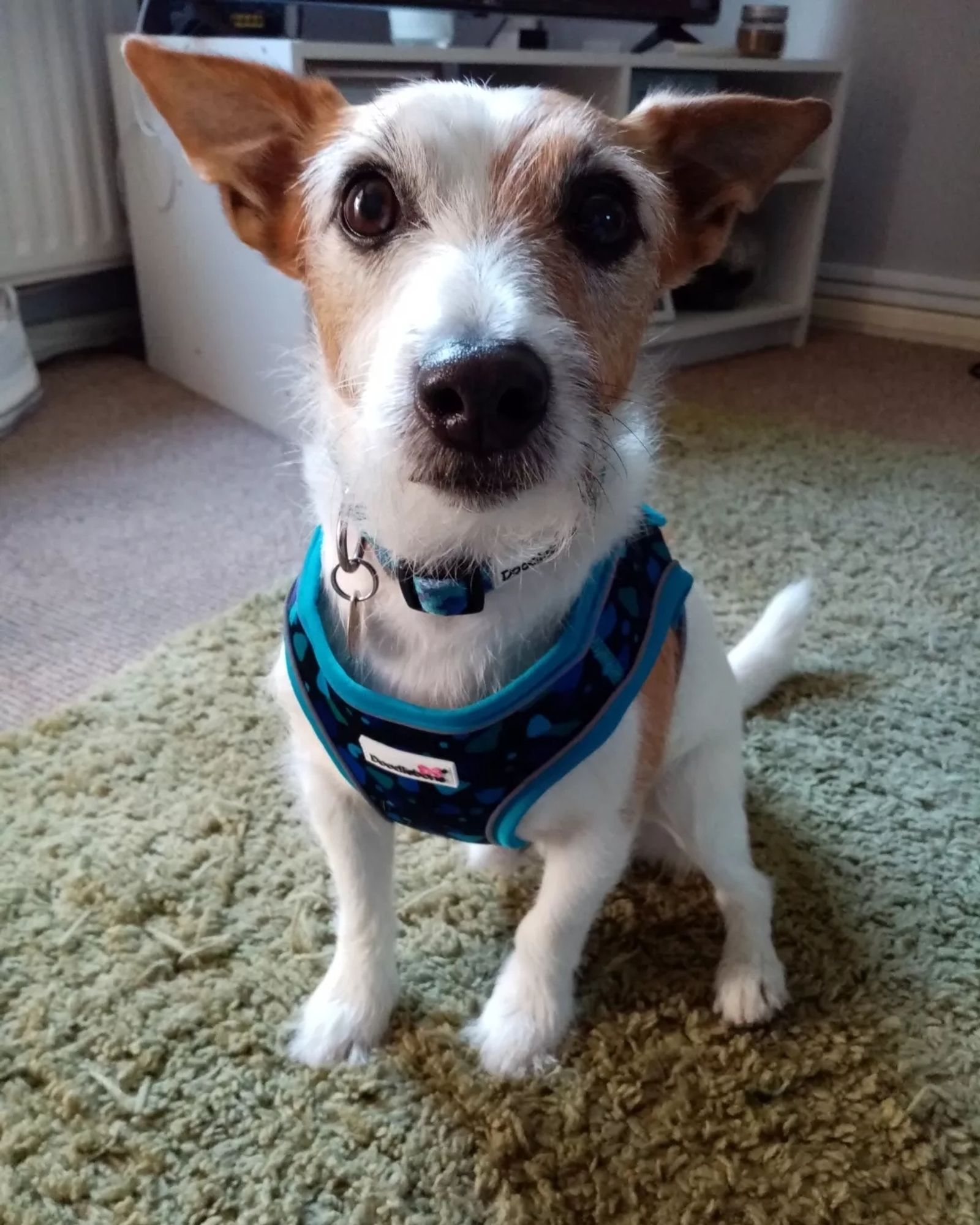 White and brown patched jack russell terrier dog called Frank. He's showing off his new blue harness. Frank is sitting on a green mat.