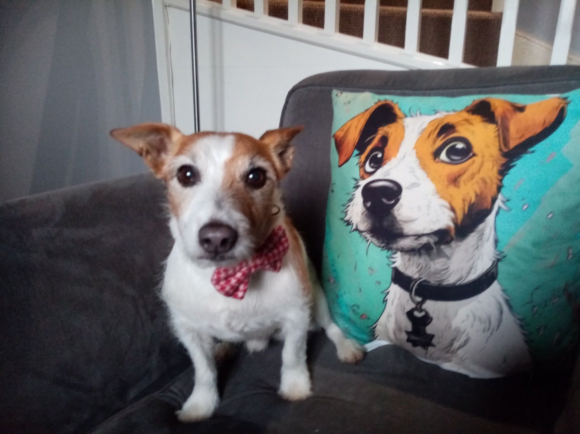 Frank, a white and brown patch jack russell terrier, is standing in front of a pillow that has an image of a brown and white patch jack russell terrier.