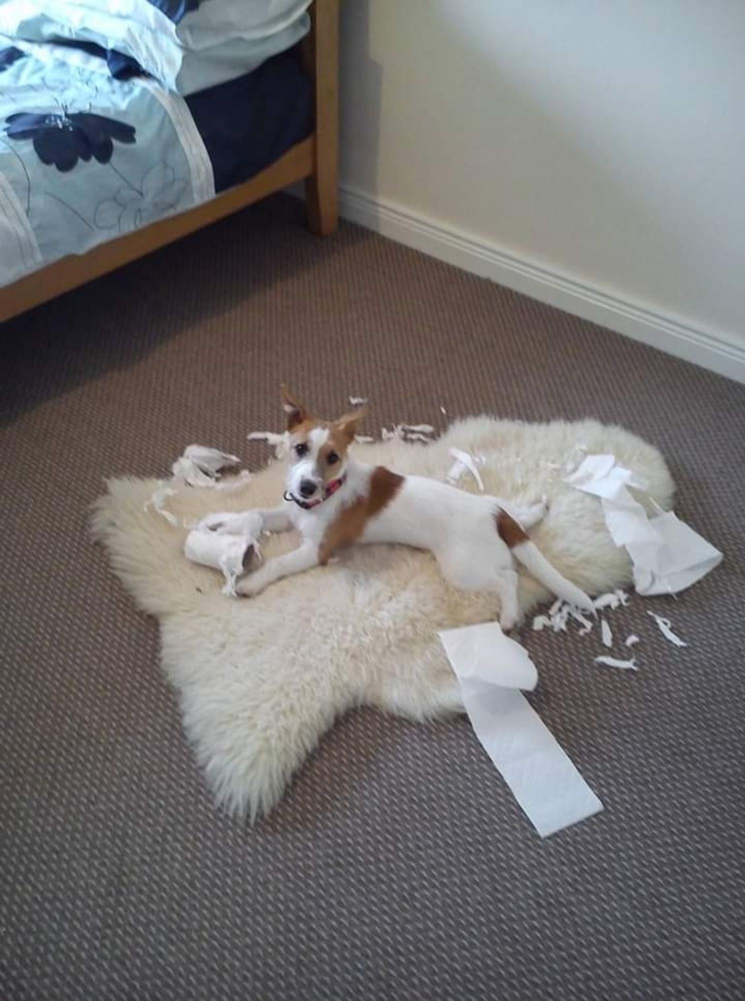 A jack russell terrier dog sits on a white fluffy rug surrounded by toilet roll that he has torn to shreds. Frank, the dog, is white with brown patches. He does not look sorry to be discovered amidst his mess.