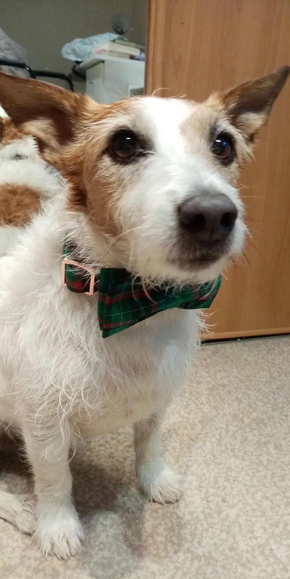 Frank looking proud, with his green tartan dickie bow. He is damp, having had a bath. Frank is a white with brown patches jack russell terrier.