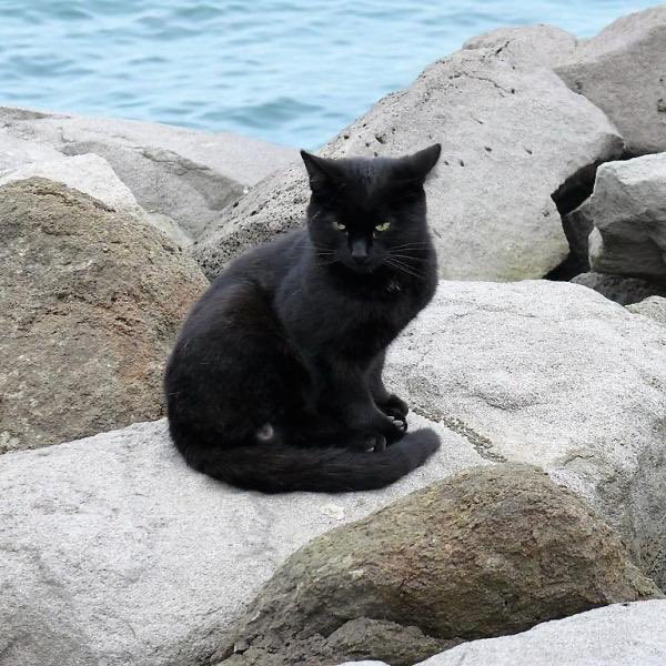 A black cat sitting on the rocks by the water