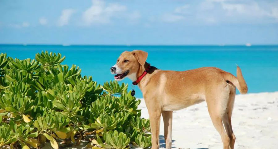 A potcake dog with brown fur standing on a beach