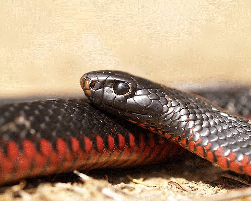 A black snake with a red belly