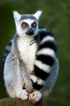 A ring-tailed lemur sitting on a stump. Its tail is black and white, its fur light grey around the eyes and on the back, and its fur is white on its stomach and ears