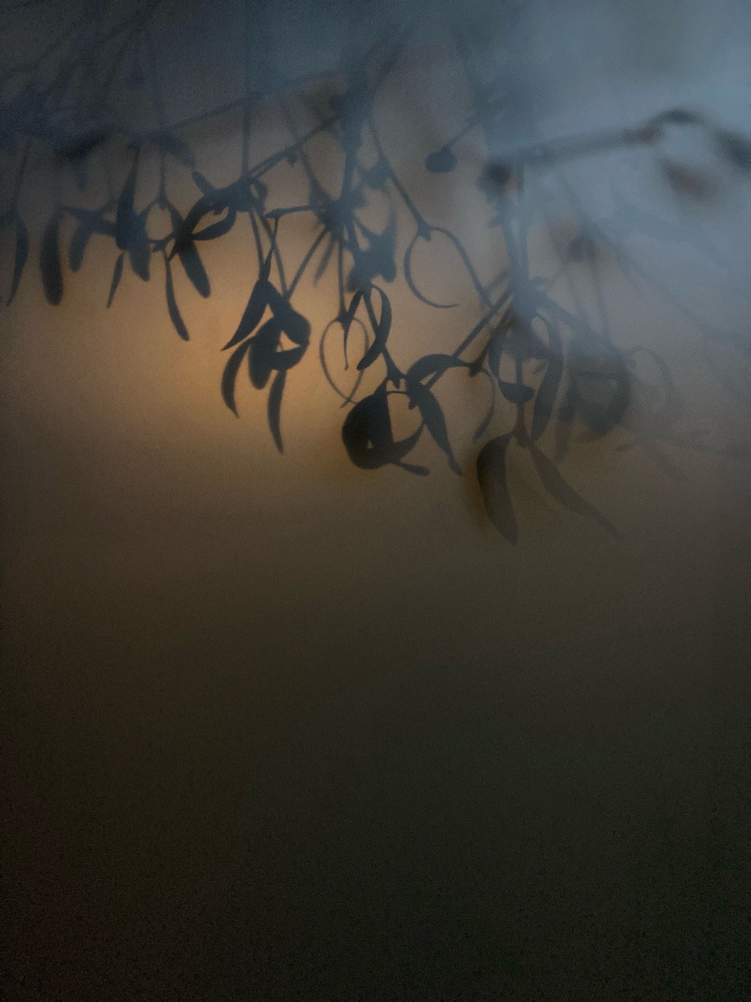 Mistletoe silhouetted through milkglass, evening light