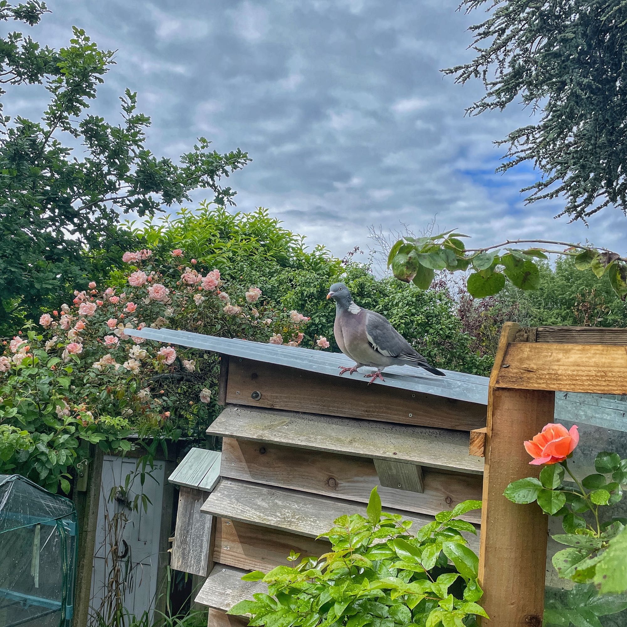 Garden scene. A wood pigeon on a corrugated metal roof of a small wooden hit. Foreground right a bright apricot rose, background left an archway covered in pink rose blossoms. Behind the sky is blue but  loaded with dark-bottomed clouds