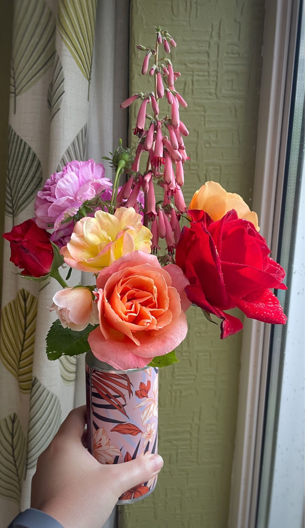 Hand holding a floral printed beer can used as a vase for about 7 or 8 roses (reds, purples, apricots, yellows) & a tall stem of cape fuchsia - drooping elongated oink bell shaped flowers. The background is a corner of a green wall with a bit of curtain and window visible.