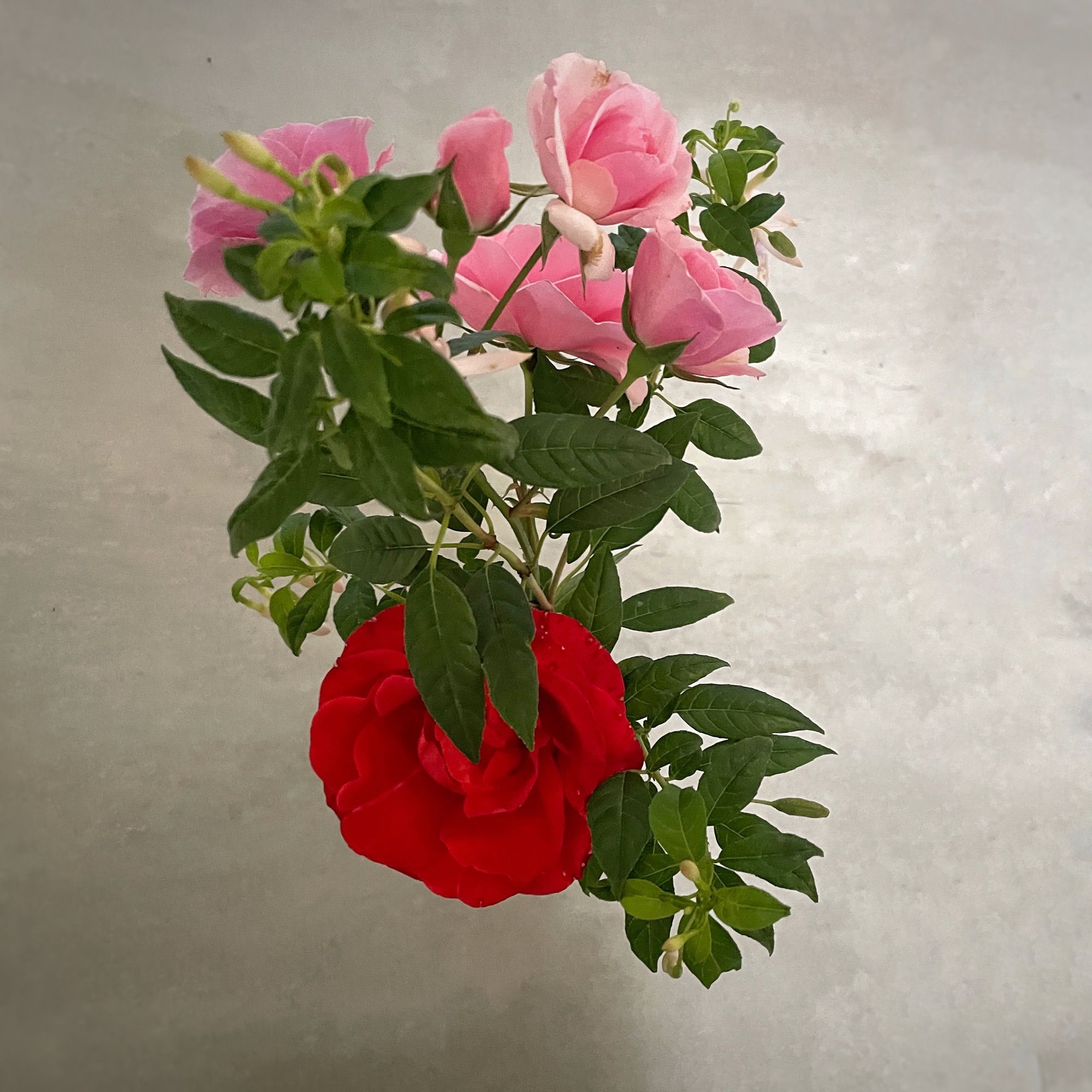 From above, against a plain grey background, a single deep red rose and a cluster of baby oink roses with dark green leaf foliage and some very pale pink fuschia that are barely visible.