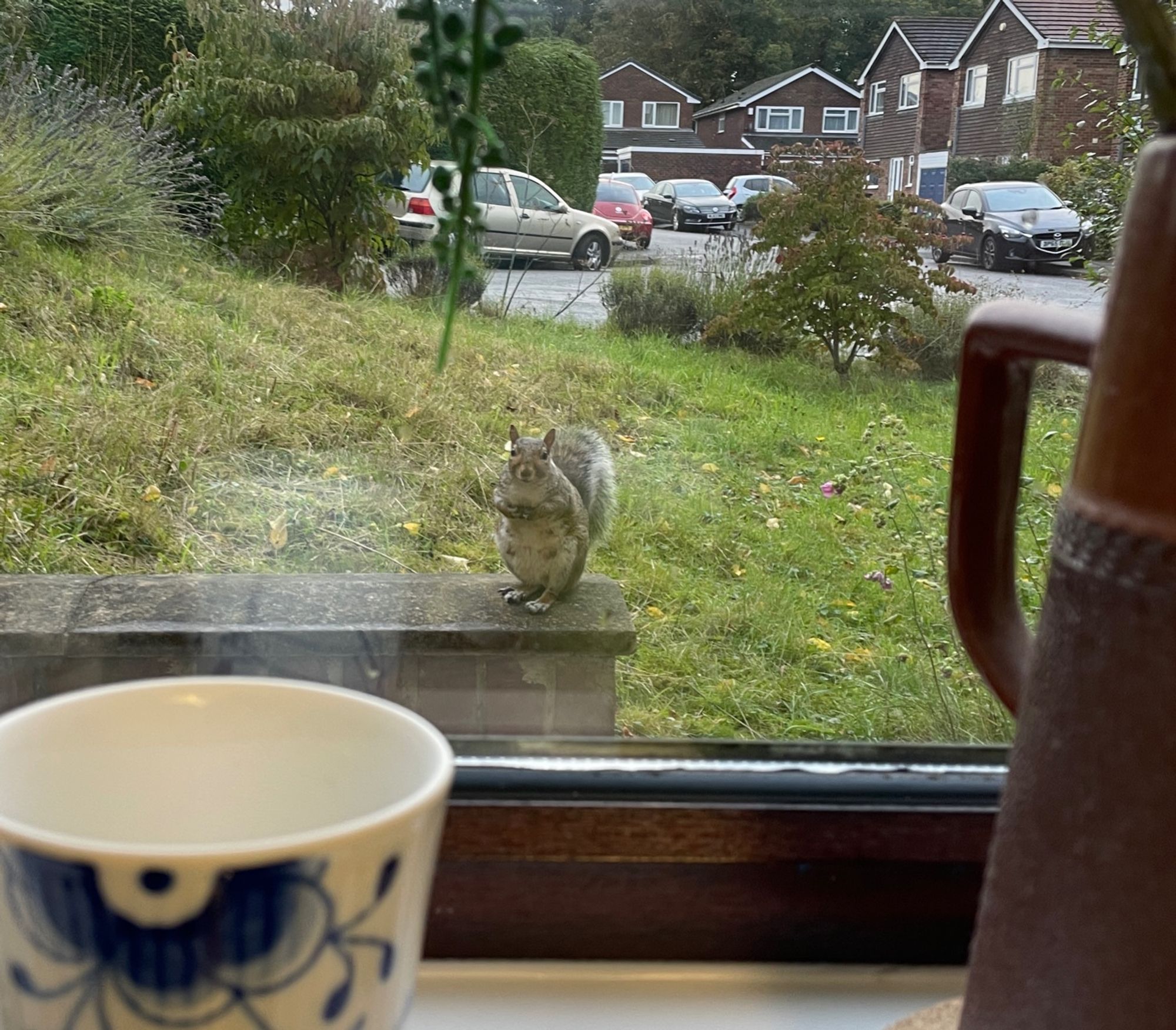 A female grey squirrel sitting up, paws to chest on a low garden wall. seen through a window blurry vases are visible foreground and a small lawn and suburban road beyond.