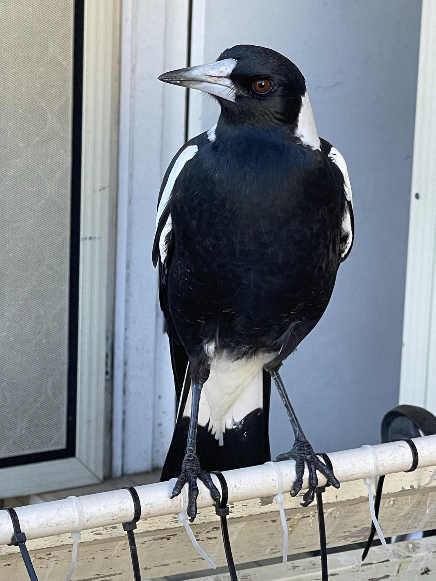 Magpie sitting on a chair