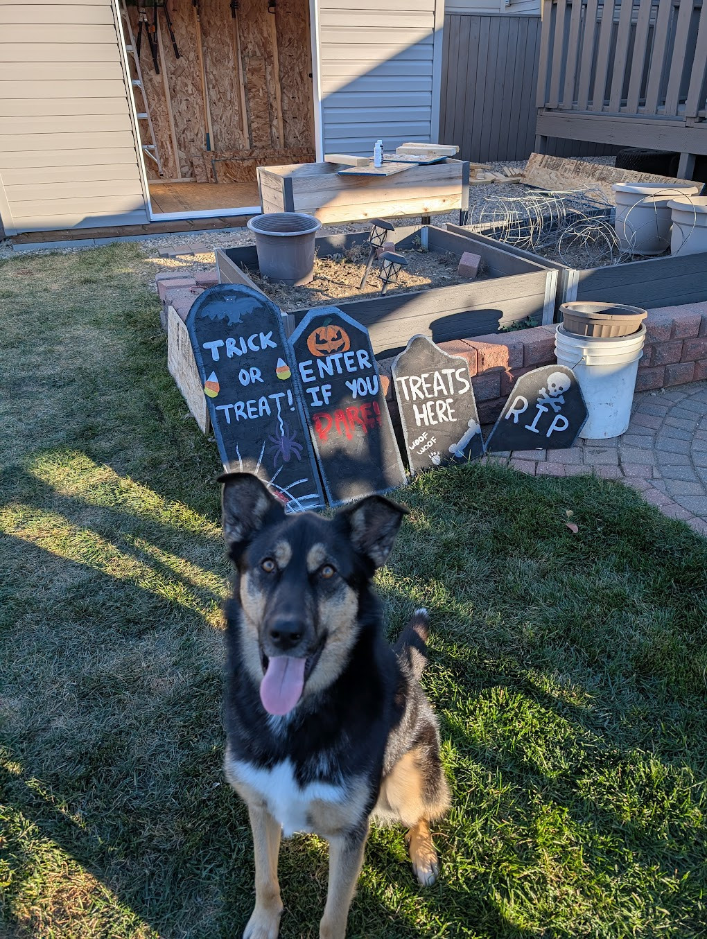 A very good girl sits in front of some amazing home made halloween decorations