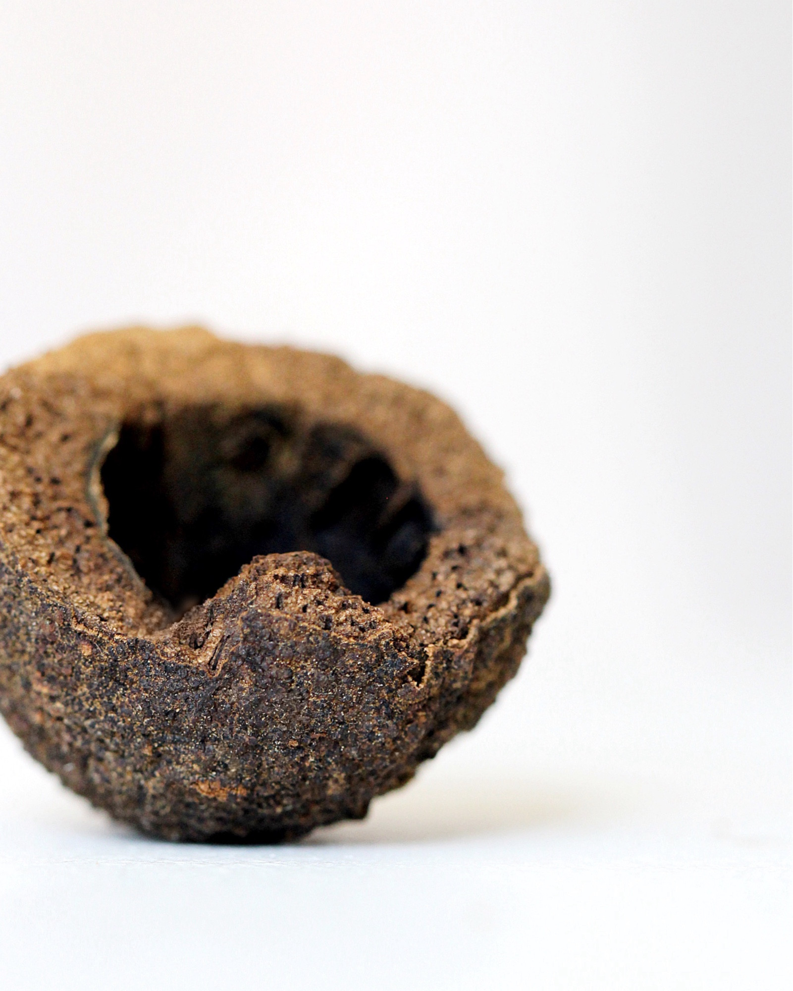 A photograph that is a close, detailed look at a brown tree pod on a white background.