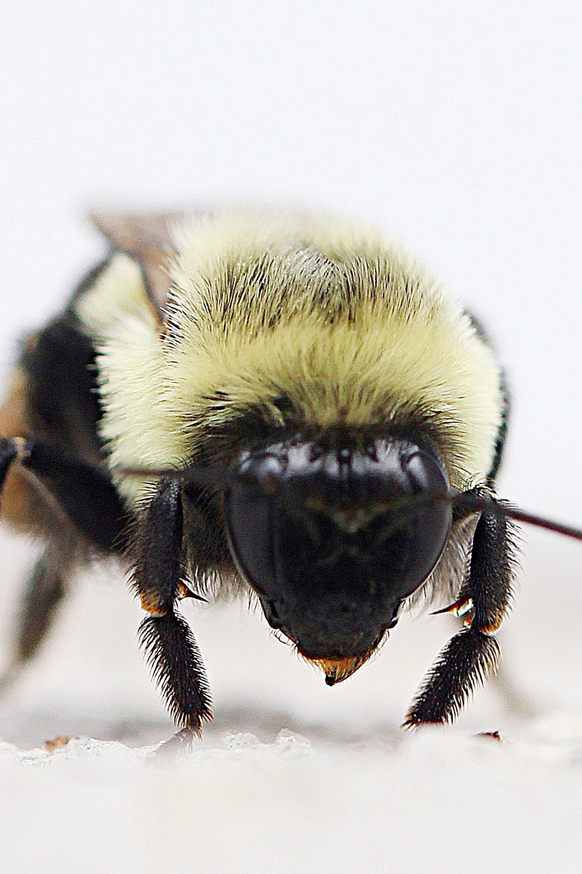 A close up of a bumblebee’s face, showing details of small hairs on the head and legs.