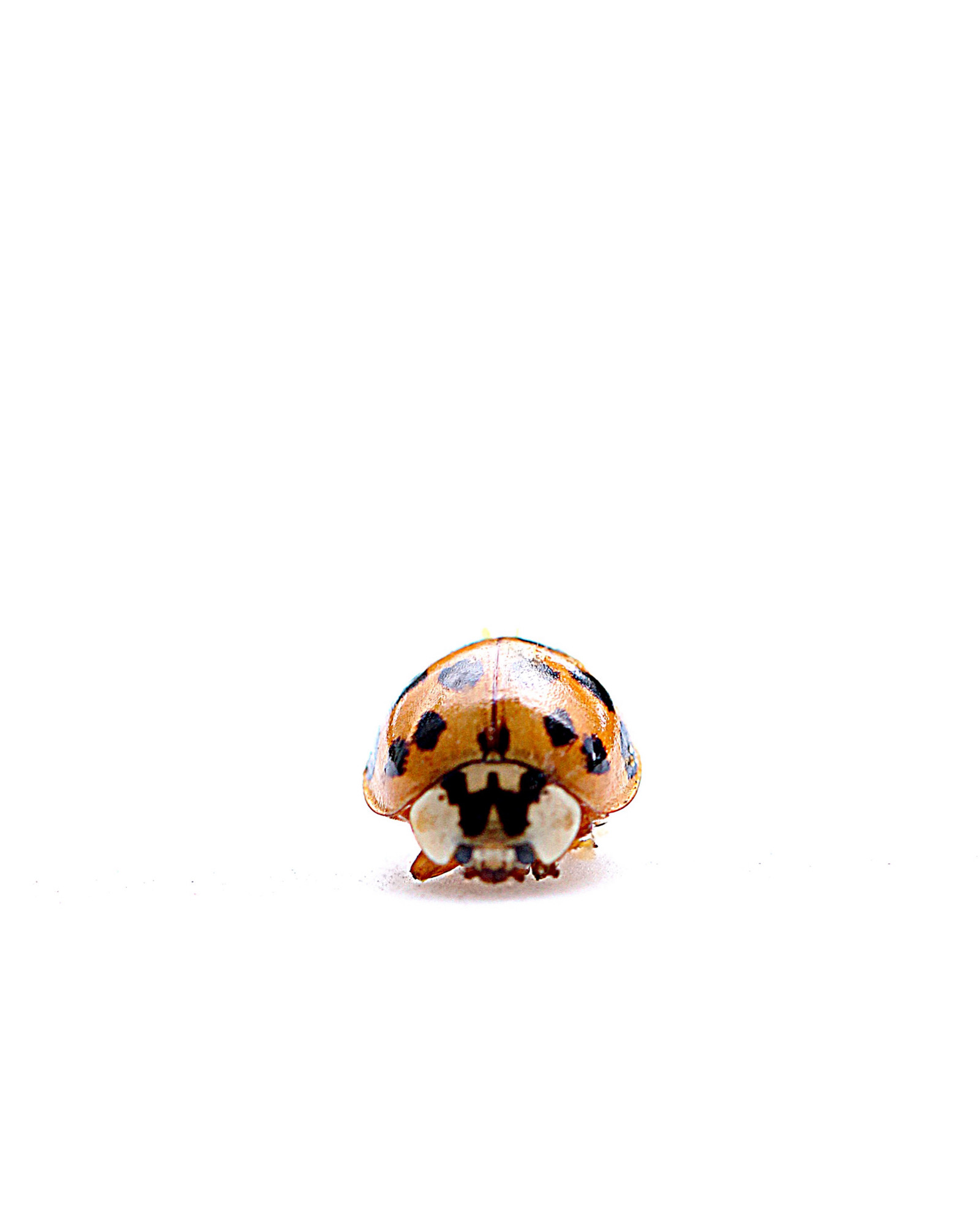 A photo of a ladybug on a white background