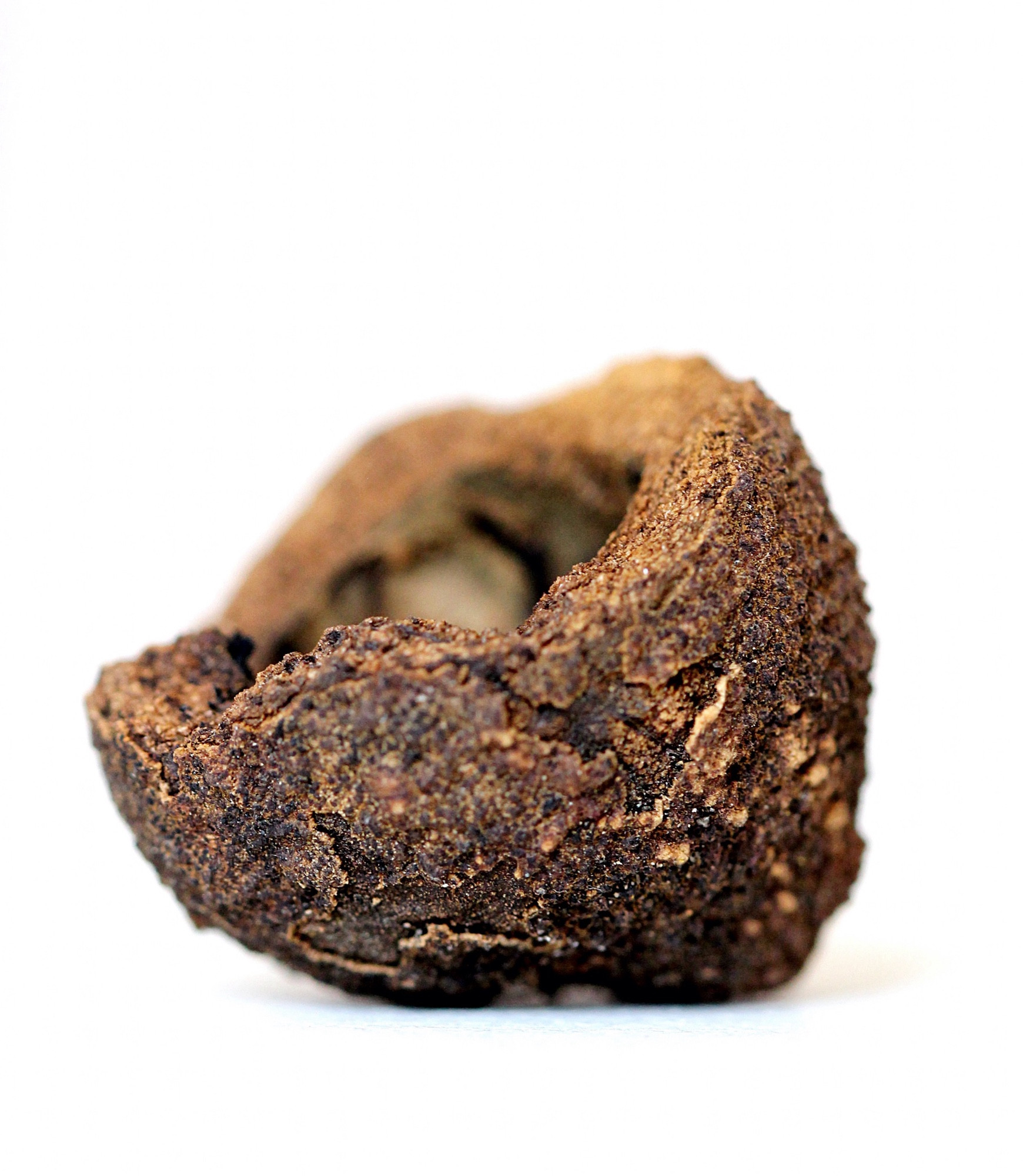 A photograph that is a close, detailed look at a brown tree pod on a white background.