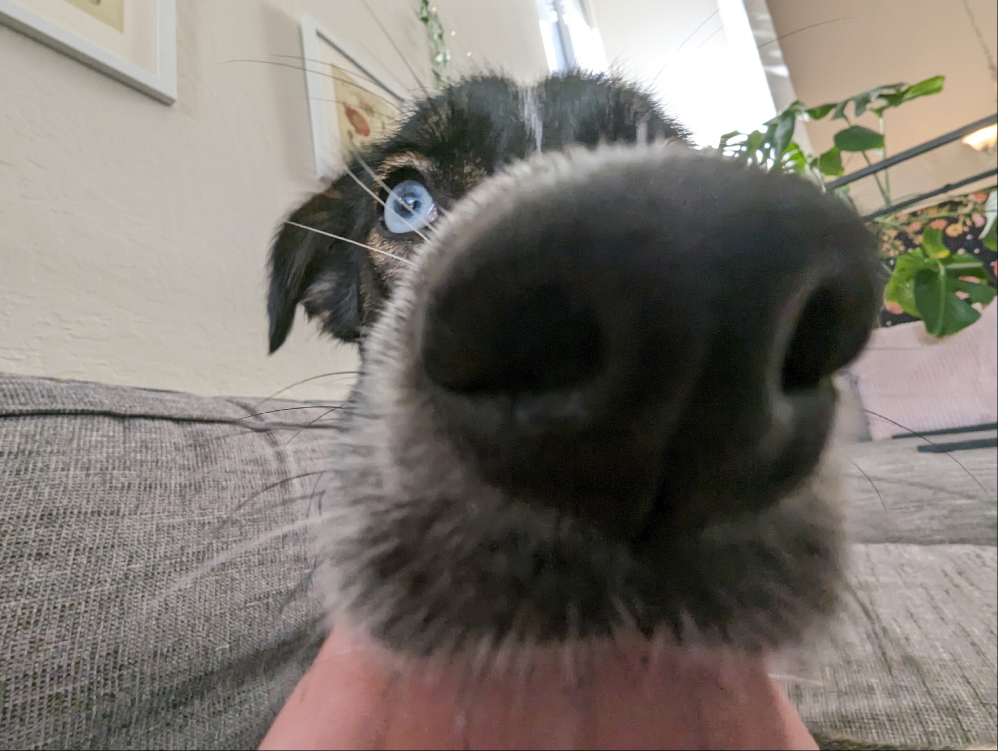 Dog with nose fisheye lens