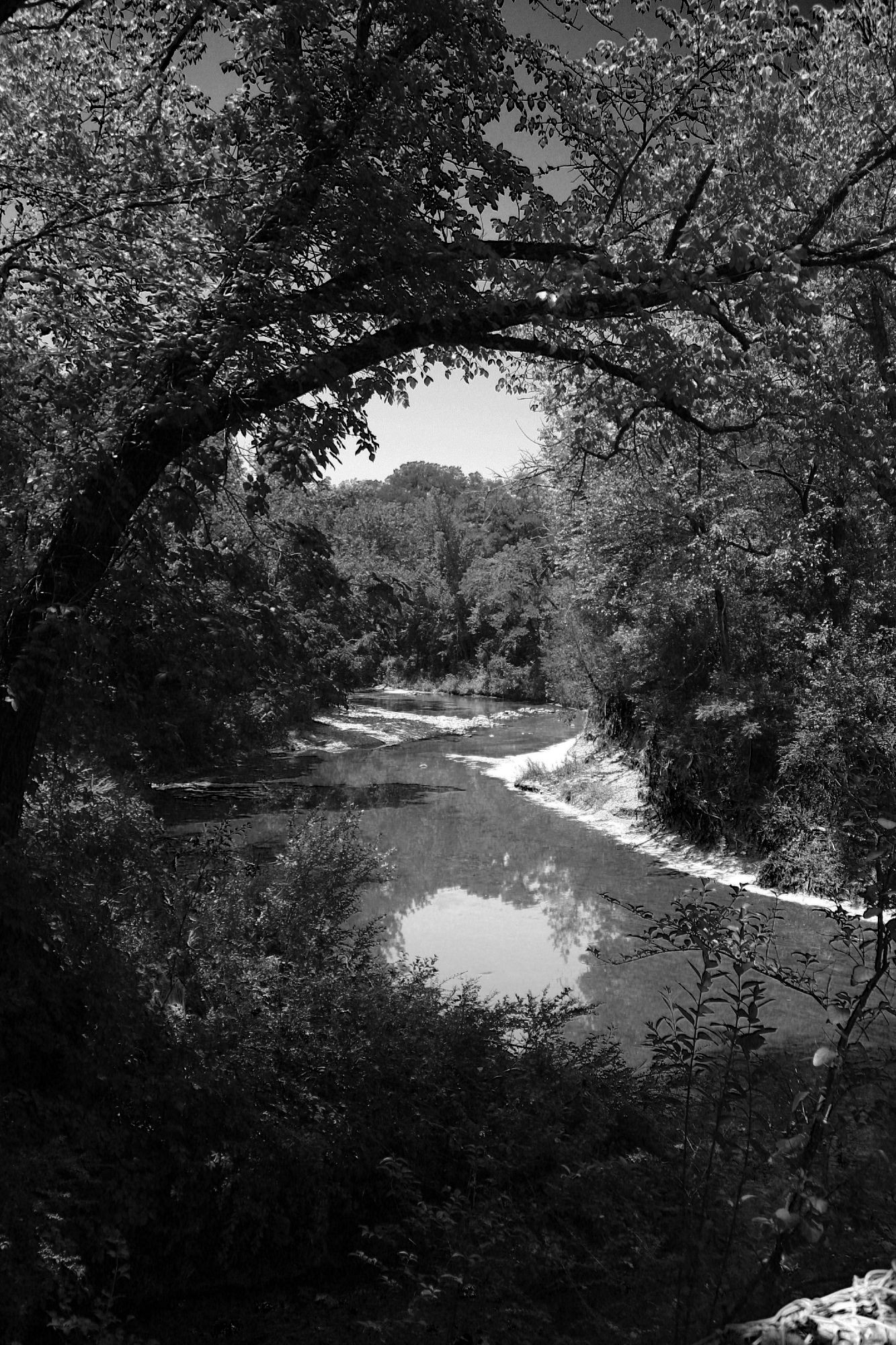 a black and white photo of a creek running through a heavily wooded area. 