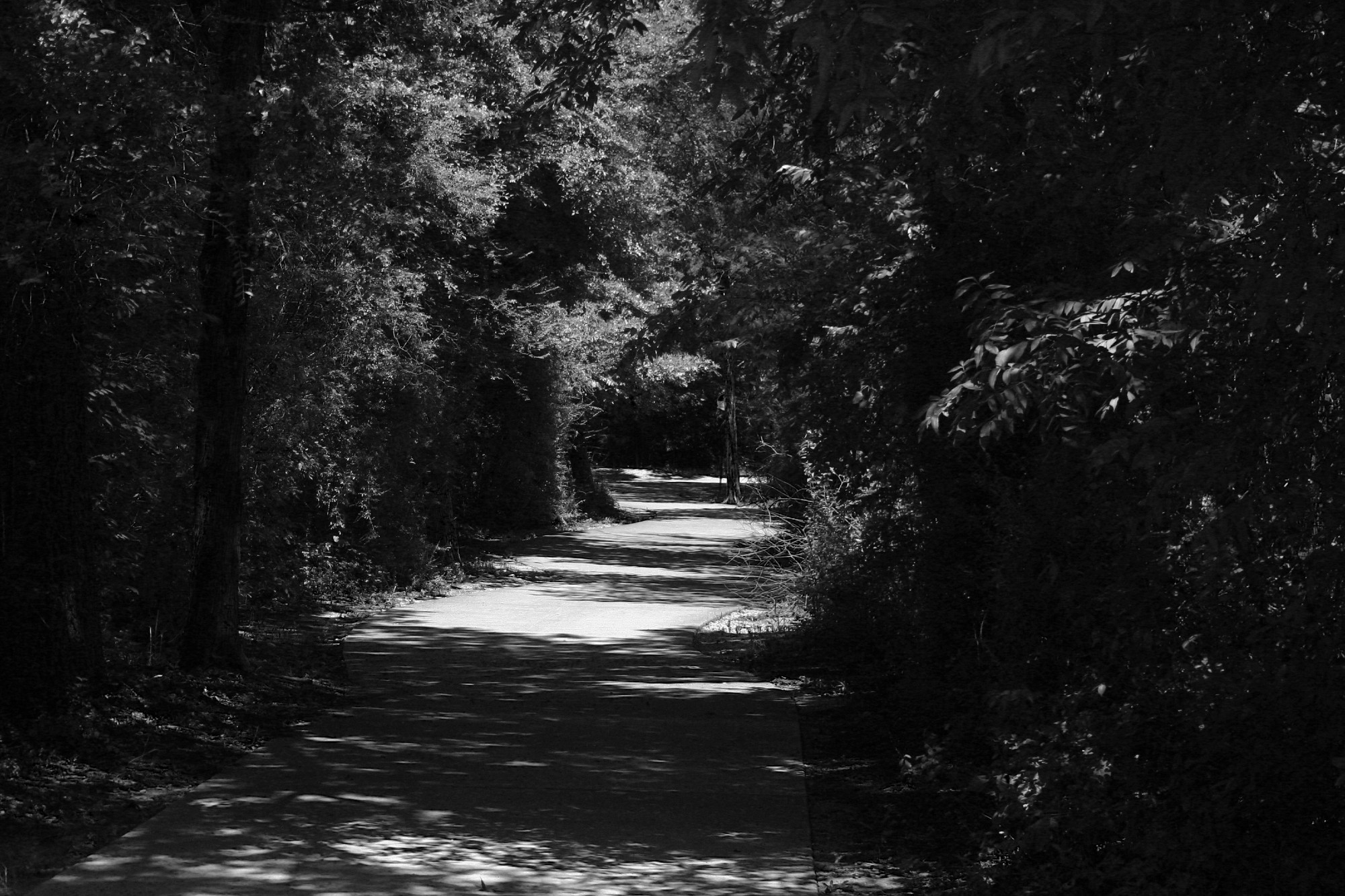 a black and white photo of a paved path going through a wooded area