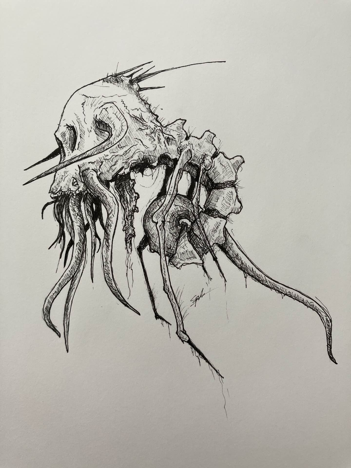 ink drawing - a profile view of a strangely morphed skull with tentacles extruding from its upper mouth, as an abnormal spinal column grows from the back of the skull and curls into an organic, flesh-like tail. 