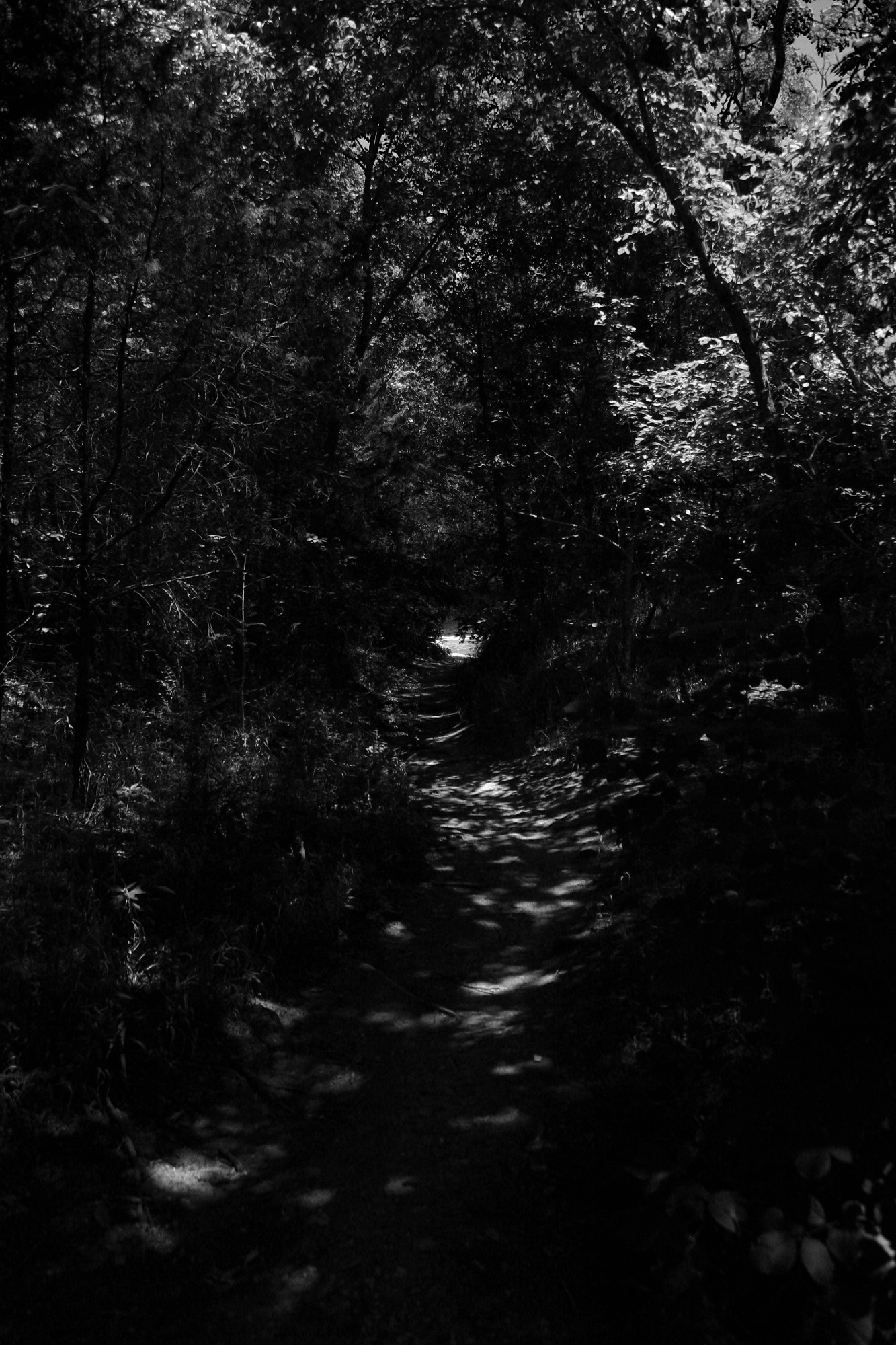 a black and white dimly lit photograph of a hard to identify path carving through densely wooded vegetation with a small opening of light at the end of it in the center. 