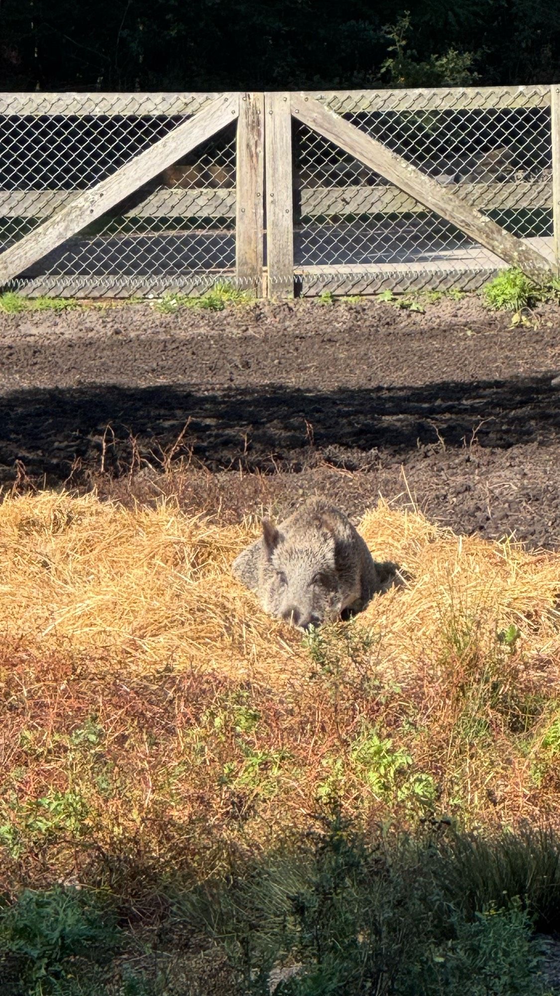 Wildschwein im Wildgehege