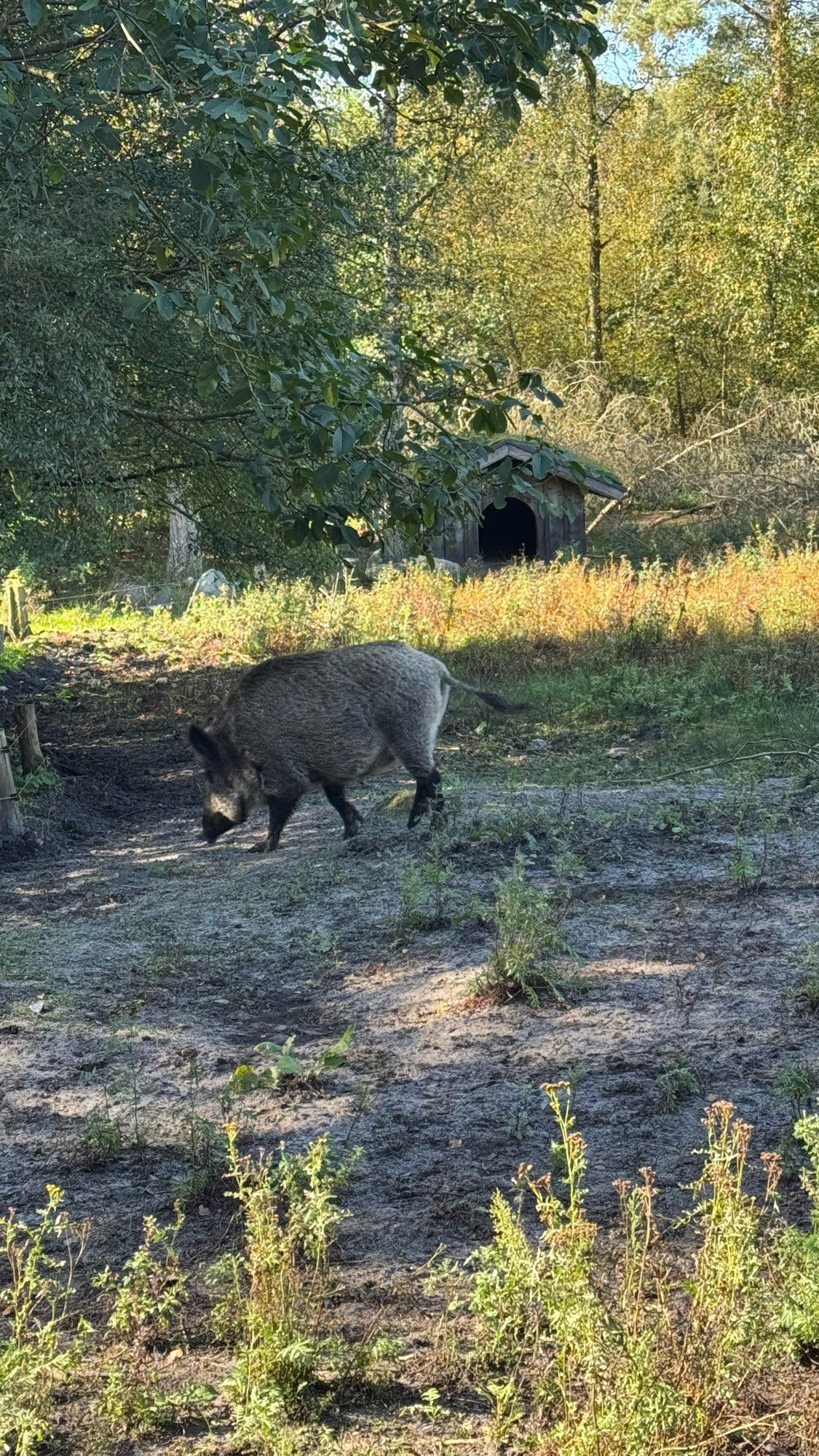 Wildschwein im Wildgehege