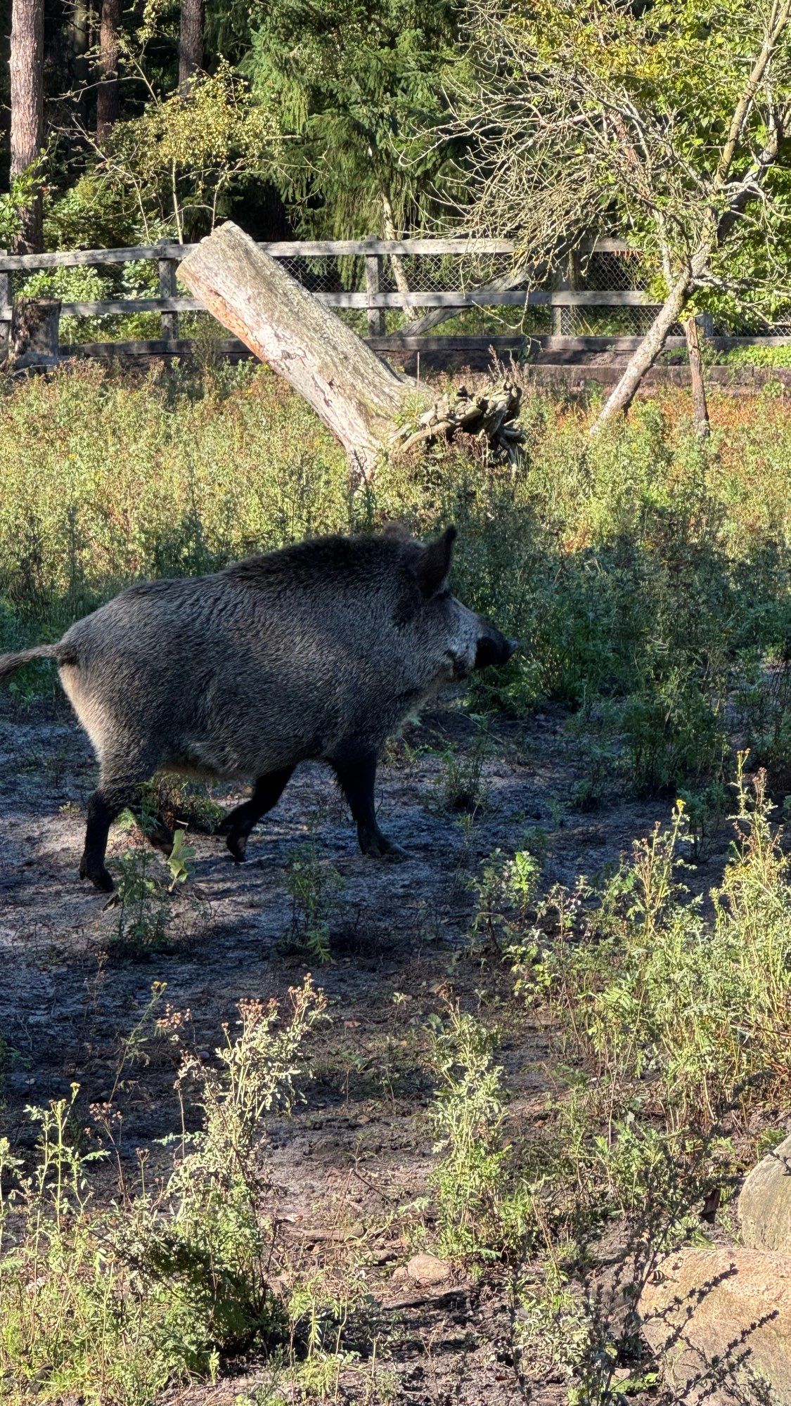 Wildschwein im Wildgehege