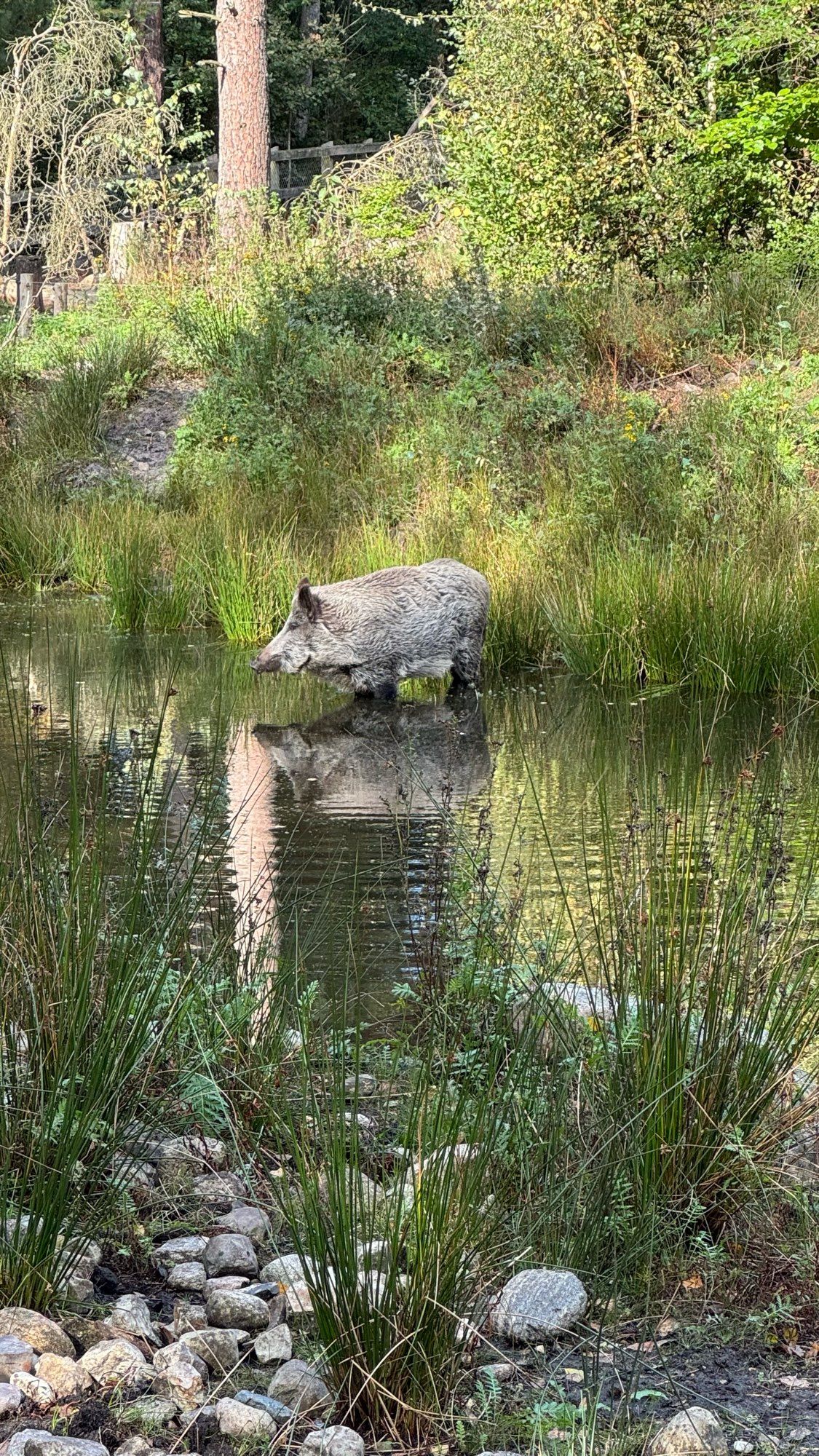 Wildschwein im Wildgehege