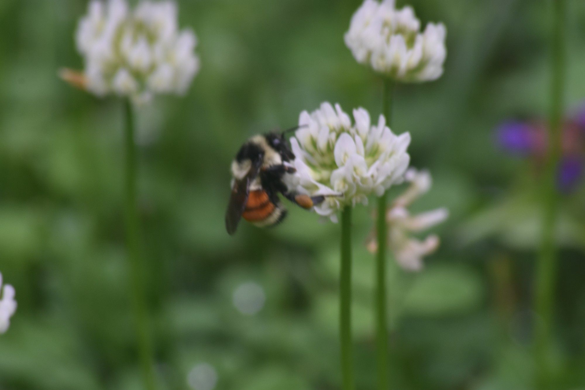 a bumble bee (bombus ternarius) feeding in white clover