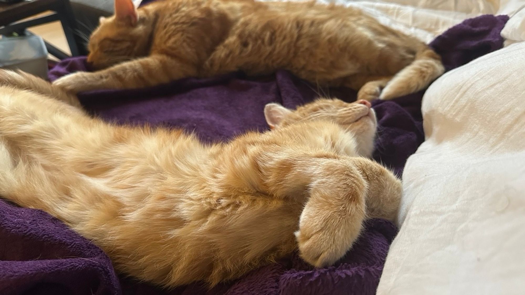 George top and Washy bottom on the couch sleeping 