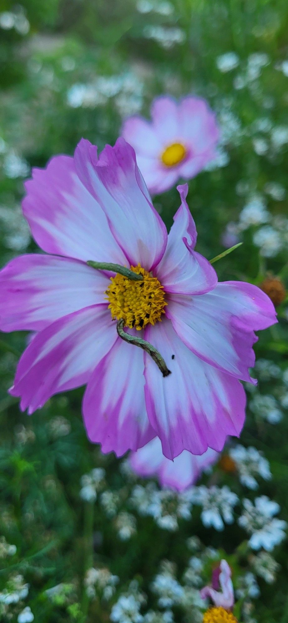 Two little green catapilars or inch worms (?) on a lovely pink & white Cosmo flower.