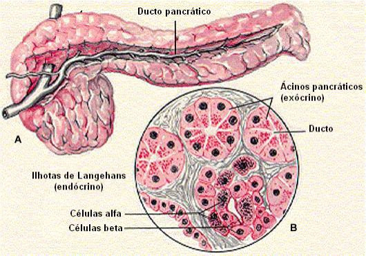 A imagem mostra uma parte do nosso corpo chamada pâncreas. Ele parece uma pequena bolsa e tem um papel importante na digestão dos alimentos e no controle do açúcar no sangue. A parte rosa da imagem mostra as fábricas de enzimas digestivas do pâncreas, enquanto as partes mais escuras são como pequenas ilhas que produzem hormônios para controlar o açúcar.