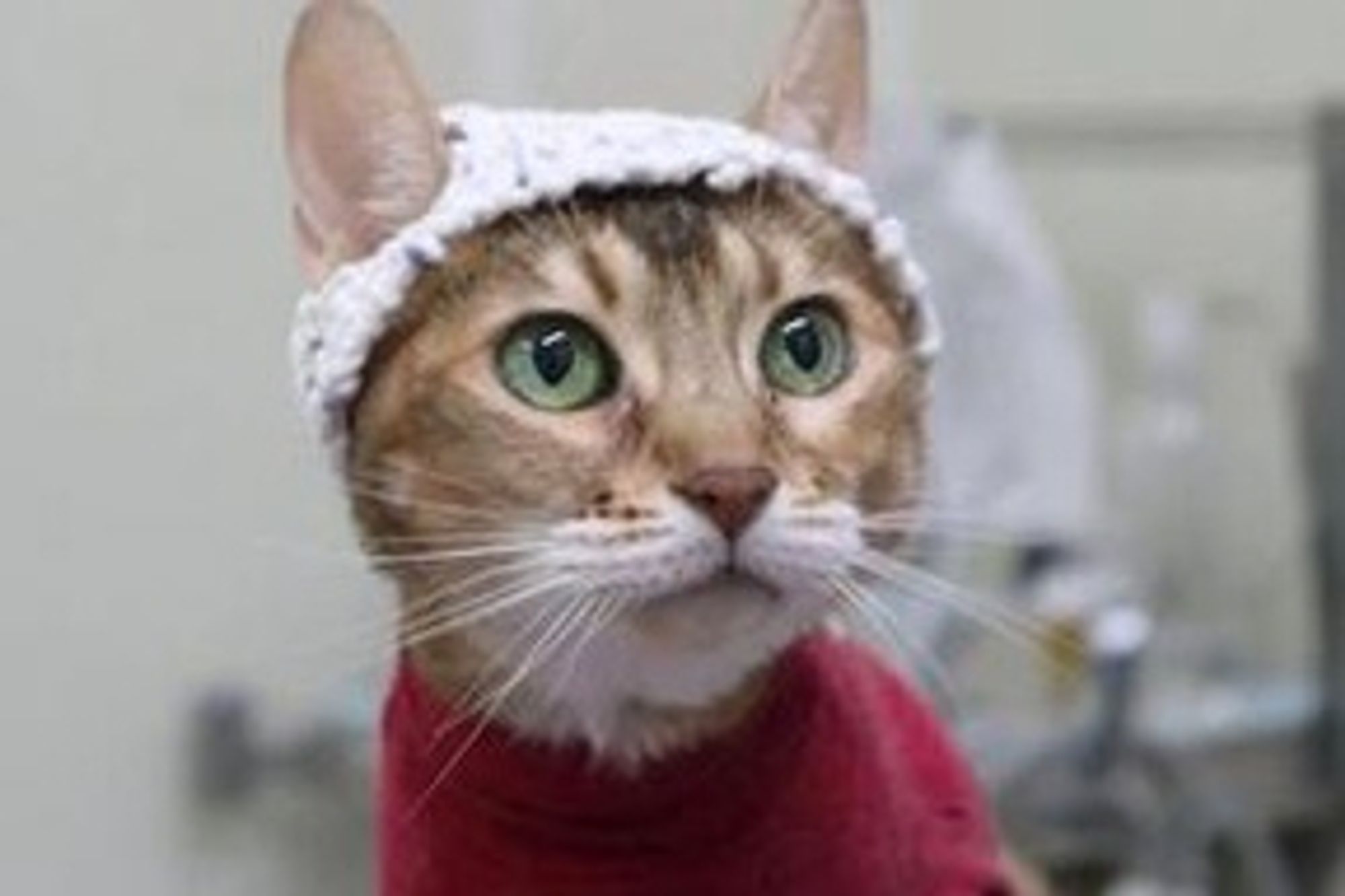 A tabby cat with green eyes wearing a knitted white cap and a red cape.