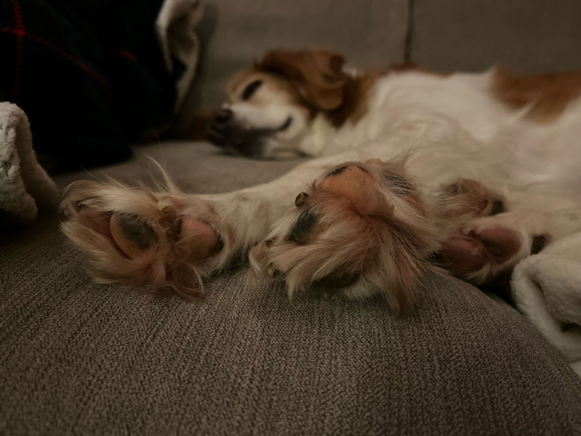 Zig the dog asleep, his front paws in the foreground. The floof is almost overwhelming. It is engulfing his pads like one of those ridiculous dolls they used to advertise at Christmas, where you can put plasticine in its head, push a lever and squidge it out through its sieve skull and go to with safety scissors to create different hairstyles. Anyway. A lot of floof. a LOT