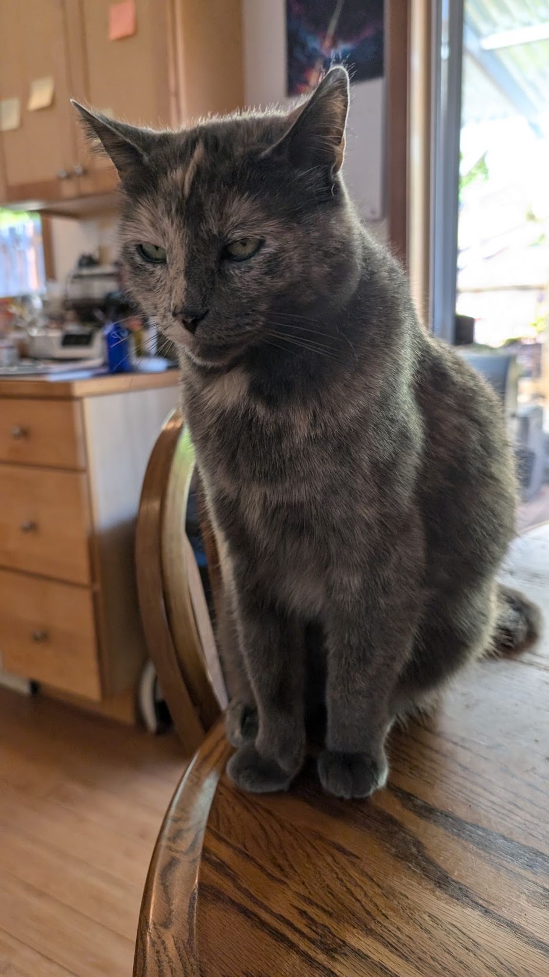 My Gretchen, a dilute tort avoiding eye contact with me because she wants food