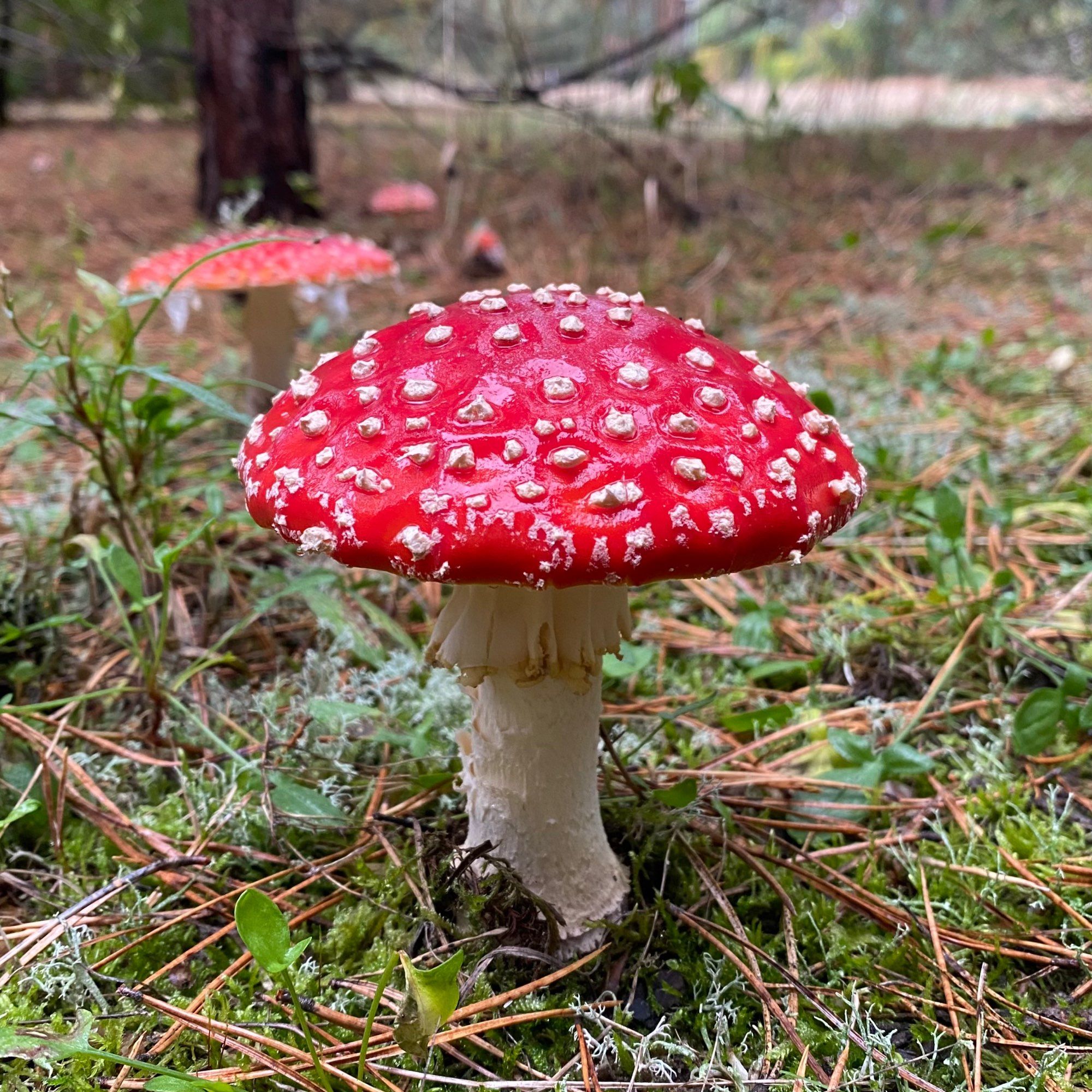 fliegenpilz im vordergrund 
im hintergrund weitere fliegenpilze auf einer lichtung