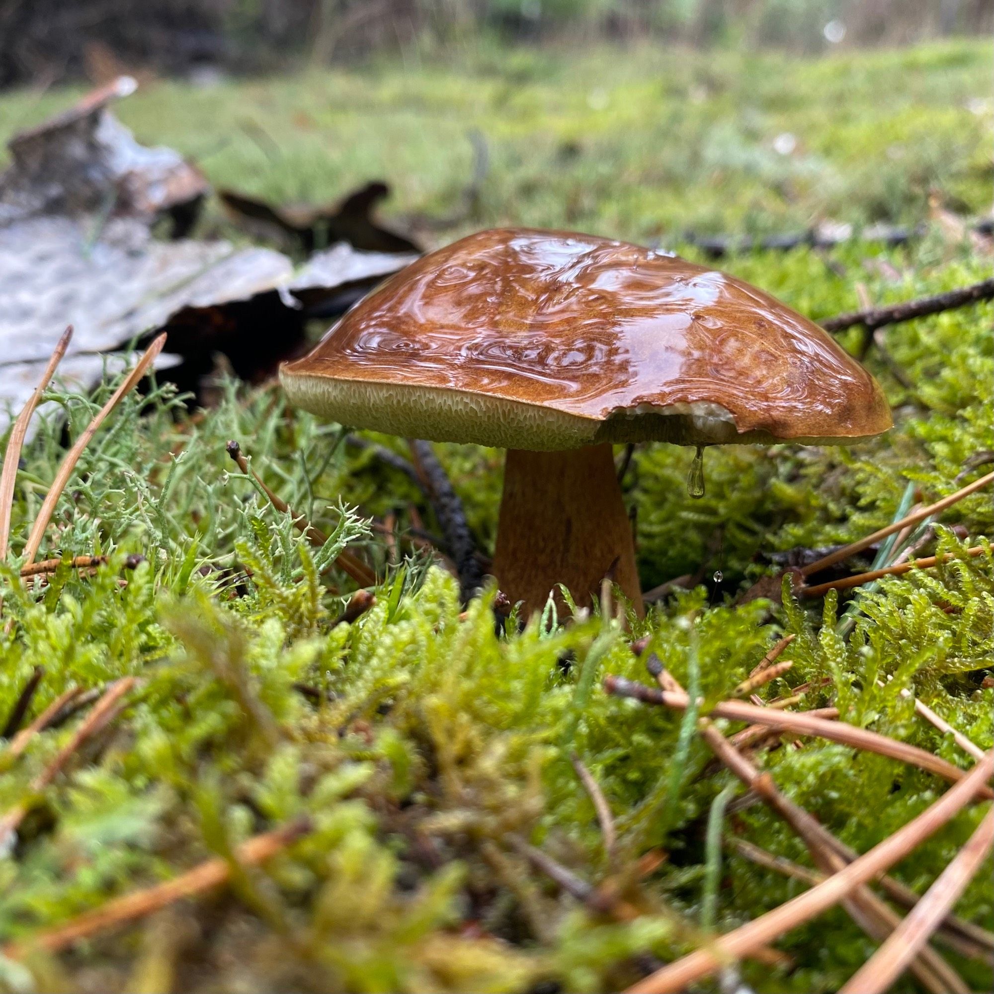 brauner schirmpilz, 
vom regen einen glibberigen glanz, 
zeigt ein bisschen seiner gelben, schwammartigen unterseite
steht in moos,
ein paar kiefernnadeln im vordergrund 
und im hintergrund gräuliche rinde