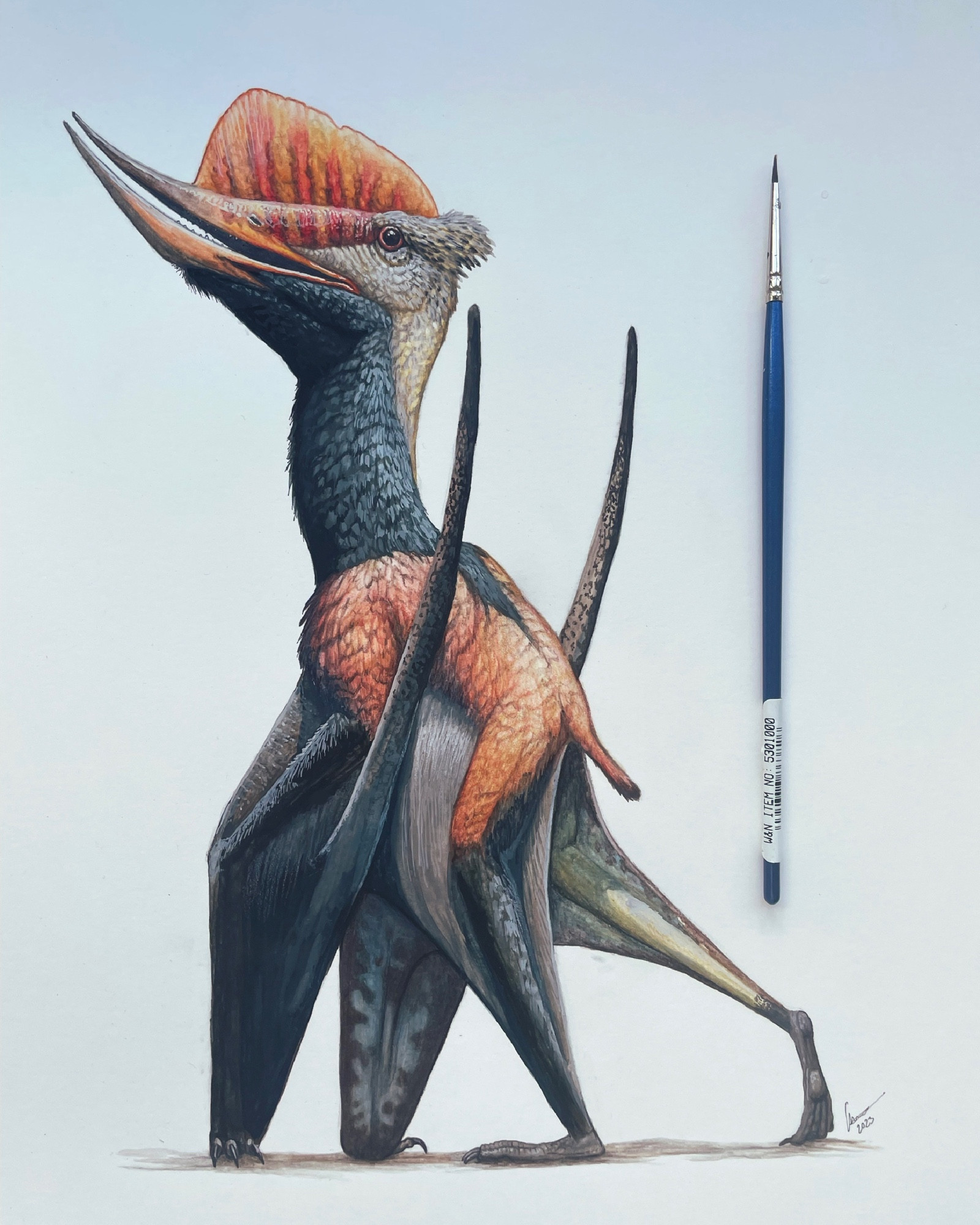 Gouache and watercolor (mixed media) of Dsungaripterus showing the pterosaur walking in a somewhat 3/4 view. The animal is reddish with black neck and wings and a pale brownish nape. It has a crest above the long beak which is orange with red, brown-edged bars