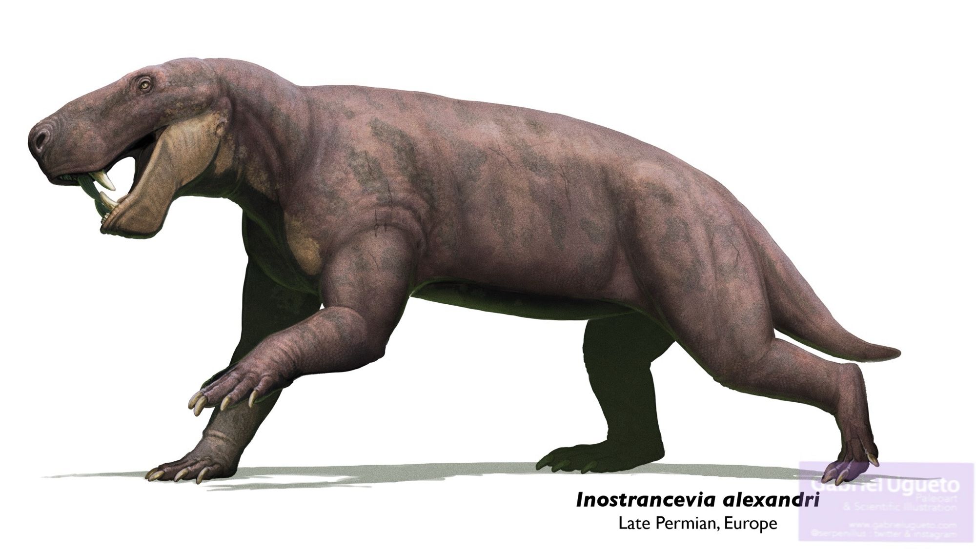 Reconstruction of Inostrancevia on a blank background