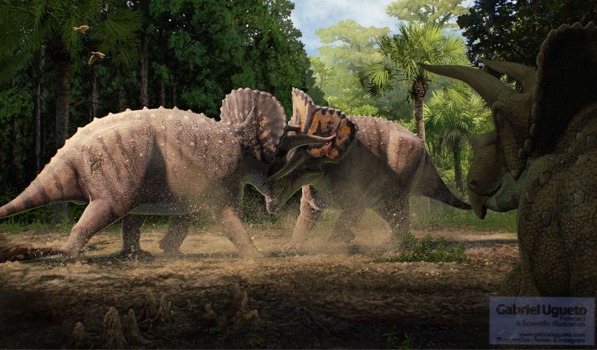 Two Triceratops fighting while in the foreground we see another Teiceratops resting and observing the combat